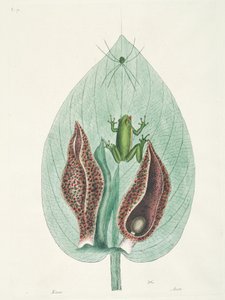 Colibríes grandes y pequeños de Surinam de George Edwards