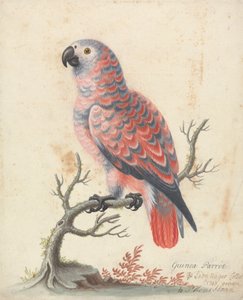 Loro de Guinea de George Edwards