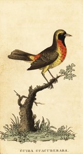 Tangara guira, Hemithraupis guira. ,1800 (grabado) de George Edwards