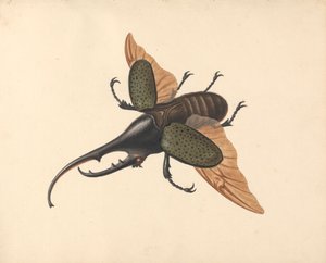 Escarabajo Hércules