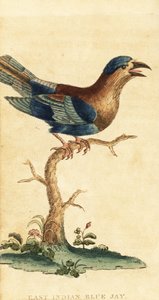 Rodillo indio, Coracias benghalensis. ,1800 (grabado) de George Edwards