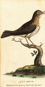 Zorzal pequeño, Turdus minor.,1800 (grabado)