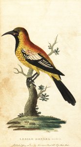 Mirlo común, Gymnomystax mexicanus. ,1800 (grabado) de George Edwards