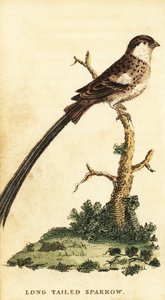 Vidua macroura, 1800 (grabado)