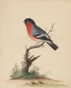  de George Edwards