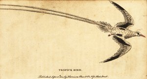 Ave tropical de pico rojo, Phaethon aethereus.,1800 (grabado)