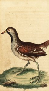 Sora, Porzana carolina. ,1800 (grabado)