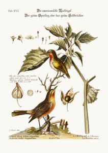 El ruiseñor americano. El gorrión verde o colibrí verde, 1749-73