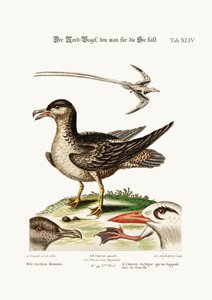El pájaro ártico, supuesto ser la gallina. El pájaro tropical, 1749-73