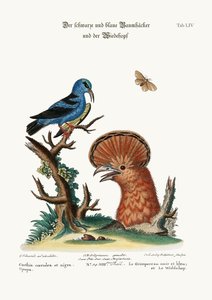 El trepador negro y azul, y la abubilla hembra, 1749-73
