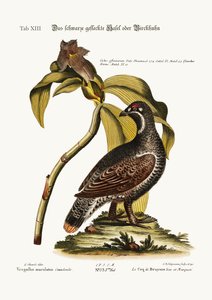 El gallo negro y moteado, 1749-73 de George Edwards