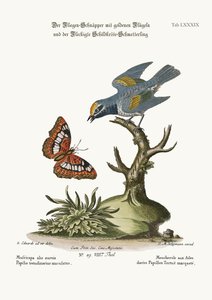 El Atrapa Moscas de Alas Doradas y la Mariposa Tórtola Manchada, 1749-73