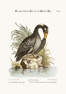 El Gran Pato Negro de la Bahía de Hudson, 1749-73