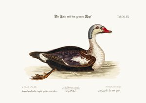 El pato de cabeza gris, 1749-73