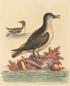 El Arao y el Frailecillo de la Isla de Man de George Edwards