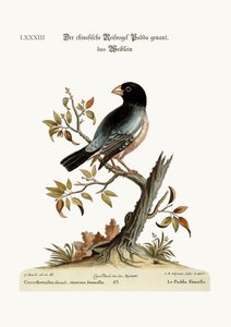 La gallina Padda o pájaro de arroz, 1749-73