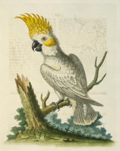 El cacatúa blanco menor con cresta amarilla de George Edwards