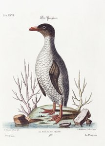 El Pingüino, 1770 de George Edwards