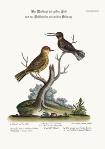 El jilguero amarillo y el colibrí de cola blanca, 1749-73