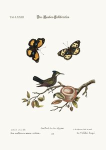 El colibrí crestado, 1749-73