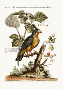 El pequeño halcón indio negro y naranja, 1749-73
