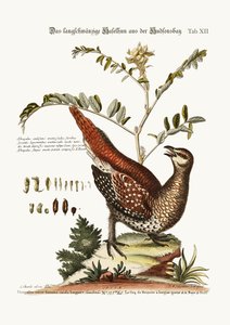 El Gallo de Cola Larga de la Bahía de Hudson, 1749-73 de George Edwards