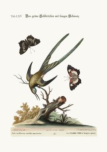 El colibrí verde de cola larga, 1749-73