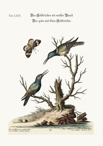 El Colibrí de Vientre Blanco. El Colibrí Verde y Azul, 1749-73 de George Edwards