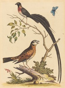 Dos pájaros, uno con plumas de cola muy largas, y mariposa azul, publicado 1745