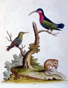 Ilustración en acuarela de un libro de aves raras de G Edwards 1750. George Edwards (1694-1773) fue un naturalista y ornitólogo británico. Viajó mucho por Europa, estudiando la historia natural y las aves en particular. Obtuvo cierto reconocimiento