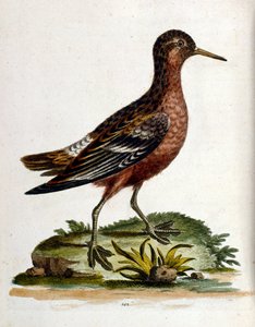 Ilustración en acuarela de un libro de aves raras de G Edwards 1750. George Edwards (1694-1773) fue un naturalista y ornitólogo británico. Viajó mucho por Europa, estudiando la historia natural y las aves en particular. Obtuvo cierto reconocimiento