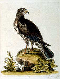 Ilustración en acuarela de un libro de aves raras de G Edwards 1750. George Edwards (1694-1773) fue un naturalista y ornitólogo británico. Viajó mucho por Europa, estudiando la historia natural y las aves en particular. Obtuvo cierto reconocimiento
