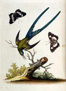 Ilustración en acuarela de un libro de aves raras de G Edwards 1750. George Edwards (1694-1773) fue un naturalista y ornitólogo británico. Viajó mucho por Europa, estudiando la historia natural y las aves en particular. Obtuvo cierto reconocimiento de George Edwards