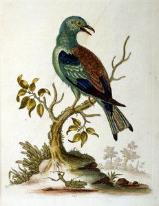 Ilustración en acuarela de un libro de aves raras de G Edwards 1750. George Edwards (1694-1773) fue un naturalista y ornitólogo británico. Viajó mucho por Europa, estudiando la historia natural y las aves en particular. Obtuvo cierto reconocimiento