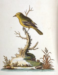 Ilustración en acuarela de un libro de aves raras de G Edwards 1750. George Edwards (1694-1773) fue un naturalista y ornitólogo británico. Viajó mucho por Europa, estudiando la historia natural y las aves en particular. Obtuvo cierto reconocimiento de George Edwards