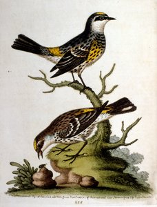 Ilustración en acuarela de un libro de aves raras de G Edwards 1750. George Edwards (1694-1773) fue un naturalista y ornitólogo británico. Viajó mucho por Europa, estudiando la historia natural y las aves en particular. Obtuvo cierto reconocimiento