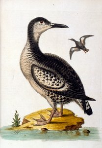 Ilustración en acuarela de un libro de aves raras de G Edwards 1750. George Edwards (1694-1773) fue un naturalista y ornitólogo británico. Viajó mucho por Europa, estudiando la historia natural y las aves en particular. Obtuvo cierto reconocimiento