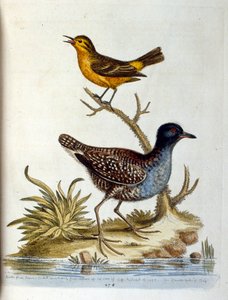 Ilustración en acuarela de un libro de aves raras de G Edwards 1750. George Edwards (1694-1773) fue un naturalista y ornitólogo británico. Viajó mucho por Europa, estudiando la historia natural y las aves en particular. Obtuvo cierto reconocimiento de George Edwards