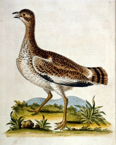 Ilustración en acuarela de un libro de aves raras de G Edwards 1750. George Edwards (1694-1773) fue un naturalista y ornitólogo británico. Viajó mucho por Europa, estudiando la historia natural y las aves en particular. Obtuvo cierto reconocimiento