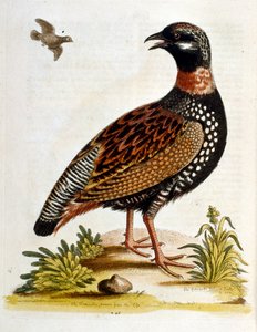 Ilustración en acuarela de un libro de aves raras de G Edwards 1750. George Edwards (1694-1773) fue un naturalista y ornitólogo británico. Viajó mucho por Europa, estudiando la historia natural y las aves en particular. Obtuvo cierto reconocimiento