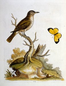 Ilustración en acuarela de un libro de aves raras de G Edwards 1750. George Edwards (1694-1773) fue un naturalista y ornitólogo británico. Viajó mucho por Europa, estudiando la historia natural y las aves en particular. Obtuvo cierto reconocimiento