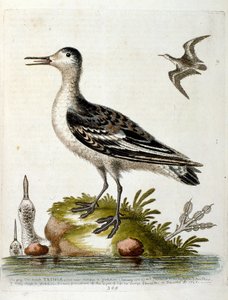 Ilustración en acuarela de un libro de aves raras de G Edwards 1750. George Edwards (1694-1773) fue un naturalista y ornitólogo británico. Viajó mucho por Europa, estudiando la historia natural y las aves en particular. Obtuvo cierto reconocimiento