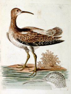 Ilustración en acuarela de un libro de aves raras de G Edwards 1750. George Edwards (1694-1773) fue un naturalista y ornitólogo británico. Viajó mucho por Europa, estudiando la historia natural y las aves en particular. Obtuvo cierto reconocimiento