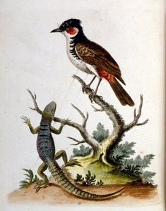 Ilustración en acuarela de un libro de aves raras de G Edwards 1750. George Edwards (1694-1773) fue un naturalista y ornitólogo británico. Viajó mucho por Europa, estudiando la historia natural y las aves en particular. Obtuvo cierto reconocimiento de George Edwards