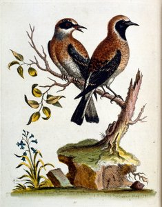 Ilustración en acuarela de un libro de aves raras de G Edwards 1750. George Edwards (1694-1773) fue un naturalista y ornitólogo británico. Viajó mucho por Europa, estudiando la historia natural y las aves en particular. Obtuvo cierto reconocimiento