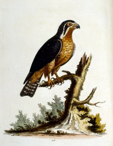 Ilustración en acuarela de un libro de aves raras de G Edwards 1750. George Edwards (1694-1773) fue un naturalista y ornitólogo británico. Viajó mucho por Europa, estudiando la historia natural y las aves en particular. Obtuvo cierto reconocimiento