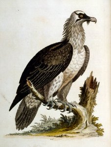Ilustración en acuarela de un libro de aves raras de G Edwards 1750. George Edwards (1694-1773) fue un naturalista y ornitólogo británico. Viajó mucho por Europa, estudiando la historia natural y las aves en particular. Obtuvo cierto reconocimiento de George Edwards