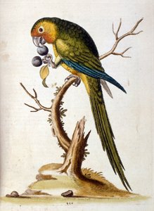 Ilustración en acuarela de un libro de aves raras de G Edwards 1750. George Edwards (1694-1773) fue un naturalista y ornitólogo británico. Viajó mucho por Europa, estudiando la historia natural y las aves en particular. Obtuvo cierto reconocimiento