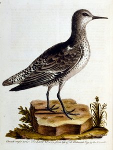 Ilustración en acuarela de un libro de aves raras de G Edwards 1750. George Edwards (1694-1773) fue un naturalista y ornitólogo británico. Viajó mucho por Europa, estudiando la historia natural y las aves en particular. Obtuvo cierto reconocimiento