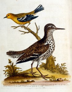 Ilustración en acuarela de un libro de aves raras de G Edwards 1750. George Edwards (1694-1773) fue un naturalista y ornitólogo británico. Viajó mucho por Europa, estudiando la historia natural y las aves en particular. Obtuvo cierto reconocimiento
